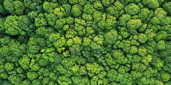 ESG transformation: opportunities and risk management